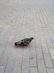 Columba livia domestica