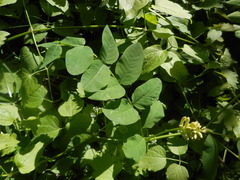 Astragalus glycyphyllos