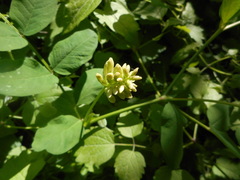 Astragalus glycyphyllos
