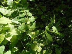 Astragalus glycyphyllos