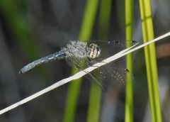 Nannothemis bella