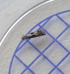 Blastodacna hellerella