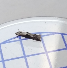 Blastodacna hellerella