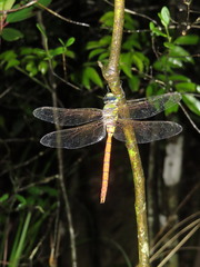 Anax aurantiacus