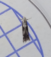 Blastodacna hellerella