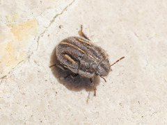 Odontoscelis lineola