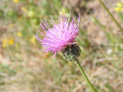 Klasea nudicaulis