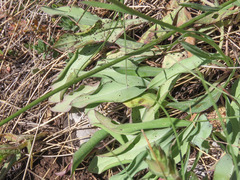 Klasea nudicaulis
