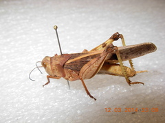Hippiscini