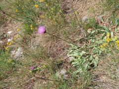 Klasea nudicaulis