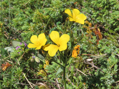 Linum capitatum (Linum capitatum)
