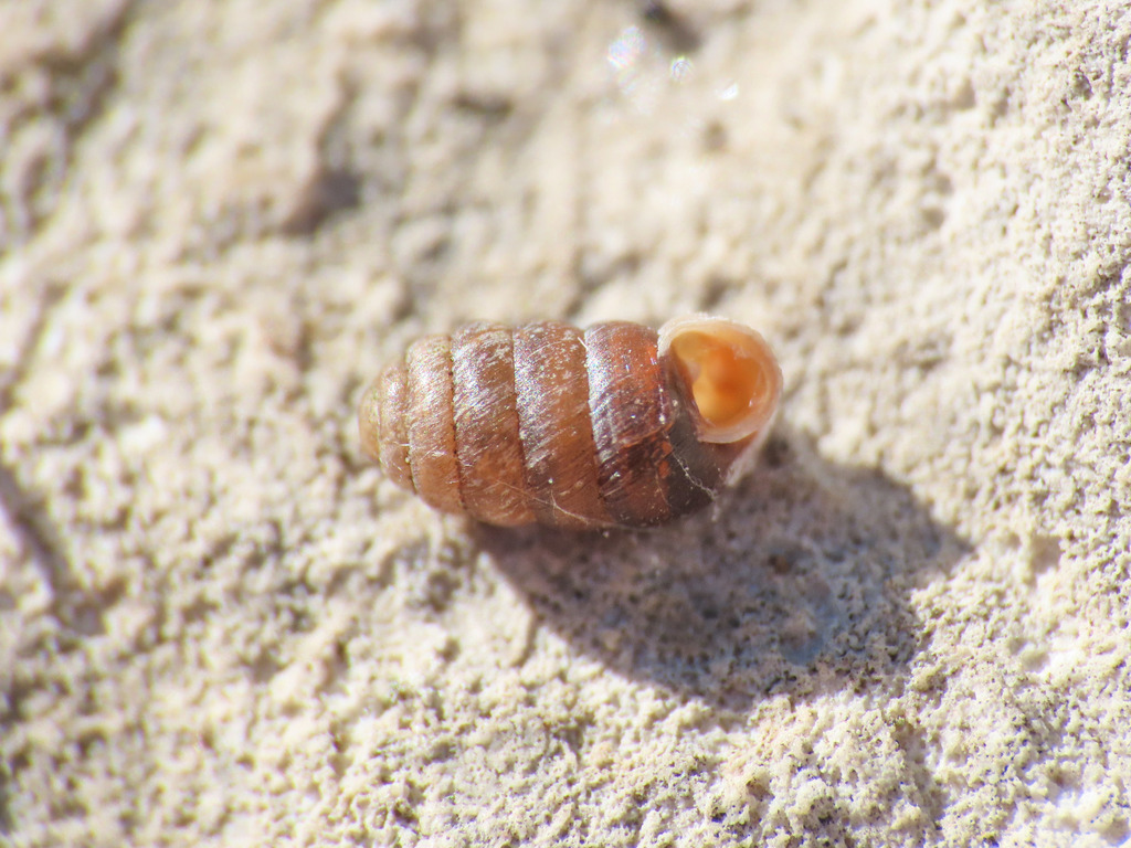 Pupilla triplicata