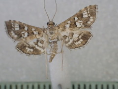 Sameodes iolealis
