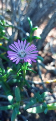 Delosperma pageanum