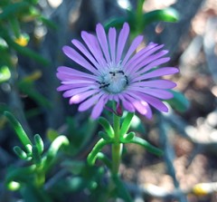 Delosperma pageanum