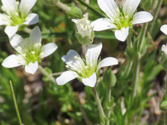 Arenaria grandiflora