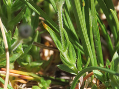 Arenaria grandiflora