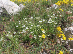 Arenaria grandiflora