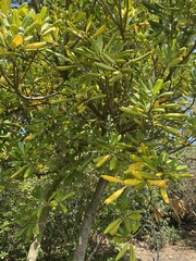 Cinnamomum tamala