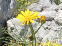 Senecio doronicum