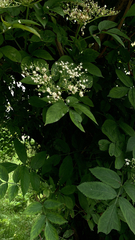 Sambucus nigra