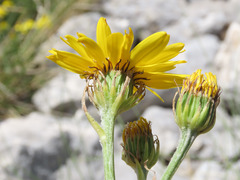 Senecio doronicum