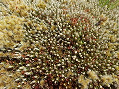 Montitega dealbata