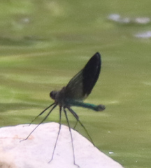 Calopteryx aequabilis