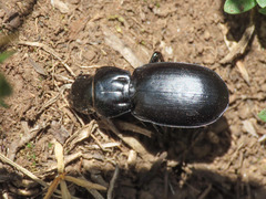 Percus dejeani