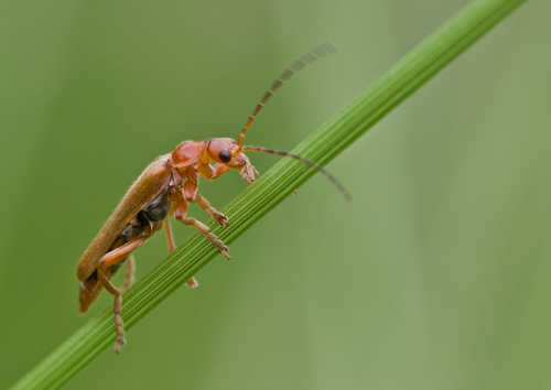 Red Soldier Beetle, Overvecht, Utrecht, Netherlands, photo 9 of 10
