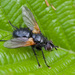 Zophomyia temula - Photo (c) djhiker, some rights reserved (CC BY-NC), uploaded by djhiker