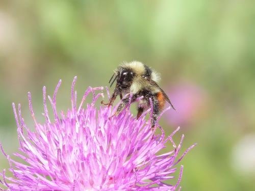 Bombus lapponicus photo 2