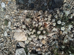 Ptilotrichum canescens