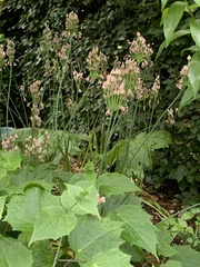 Allium siculum