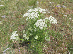 Ligusticum lucidum