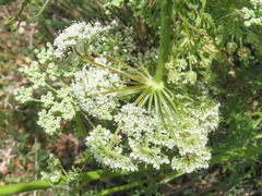 Ligusticum lucidum