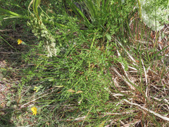 Ligusticum lucidum