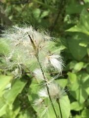 Eriophorum viridicarinatum