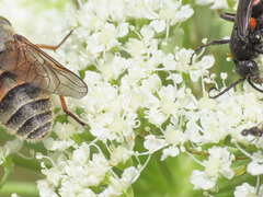 Ligusticum lucidum