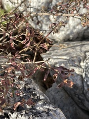 Psilotrichum scleranthum