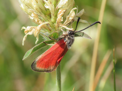 Zygaena rubicundus