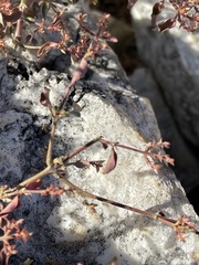 Psilotrichum scleranthum