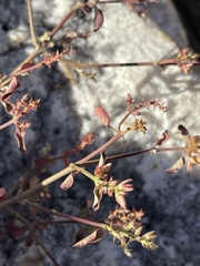 Psilotrichum scleranthum