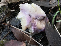 Cortinarius archeri
