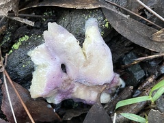 Cortinarius archeri