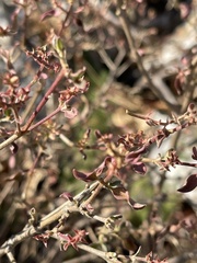 Psilotrichum scleranthum