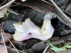 Cortinarius archeri