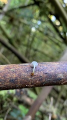 Mycena subulifera