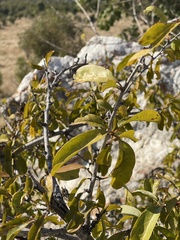 Ximenia caffra caffra