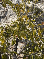 Ximenia caffra caffra